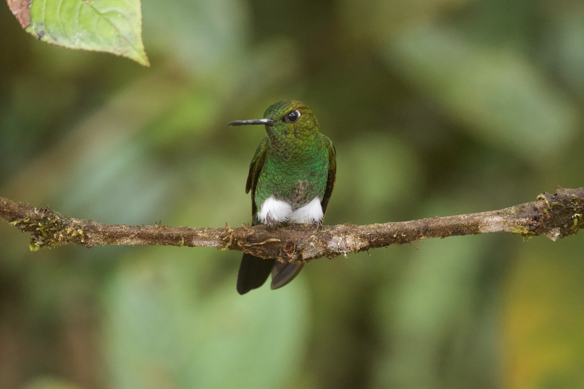 Greenish Puffleg - ML641603000