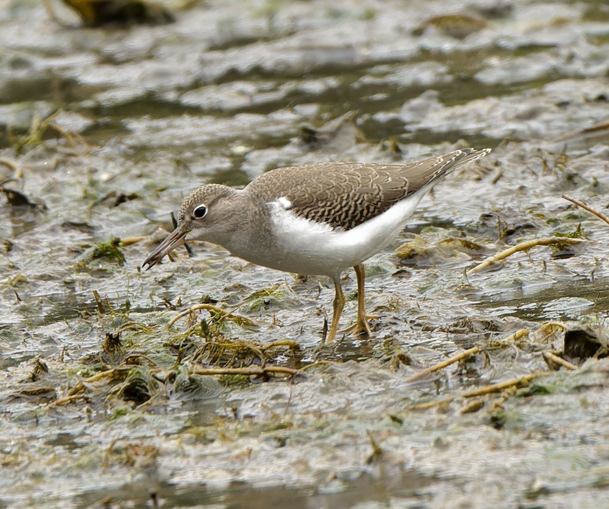 Spotted Sandpiper - ML641603012