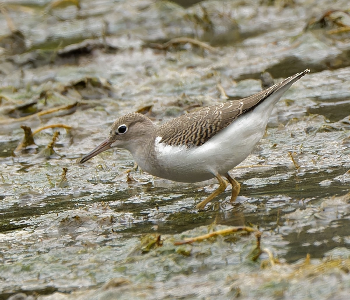 Spotted Sandpiper - ML641603032