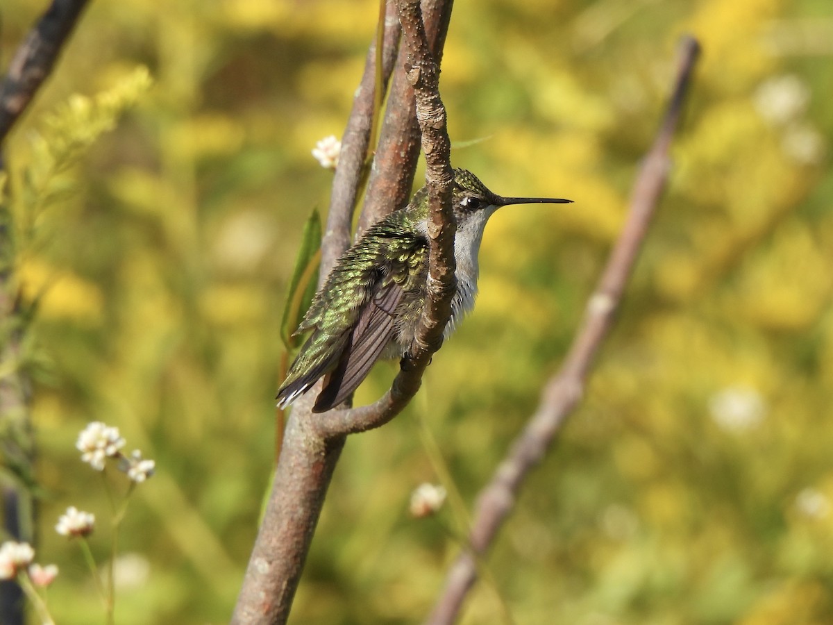 Yakut Boğazlı Kolibri - ML641603035