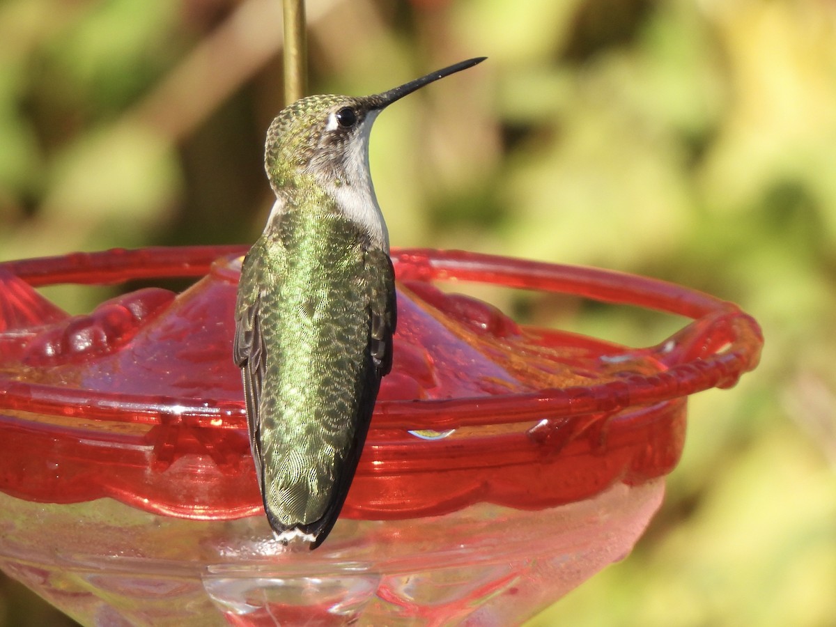 Yakut Boğazlı Kolibri - ML641603036