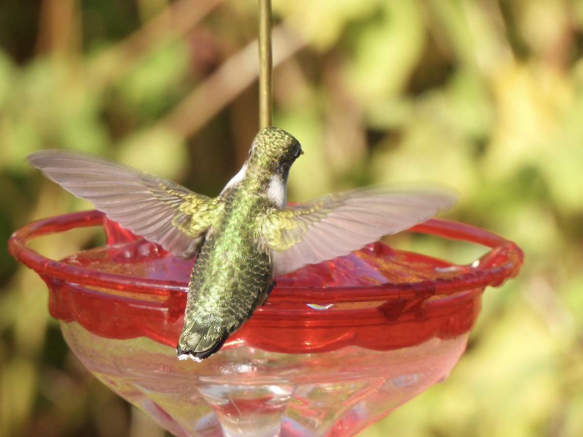 Yakut Boğazlı Kolibri - ML641603037