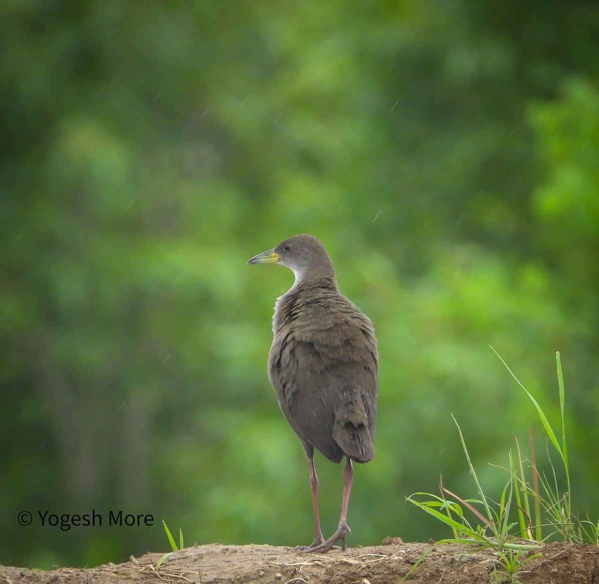 Brown Crake - ML641603042