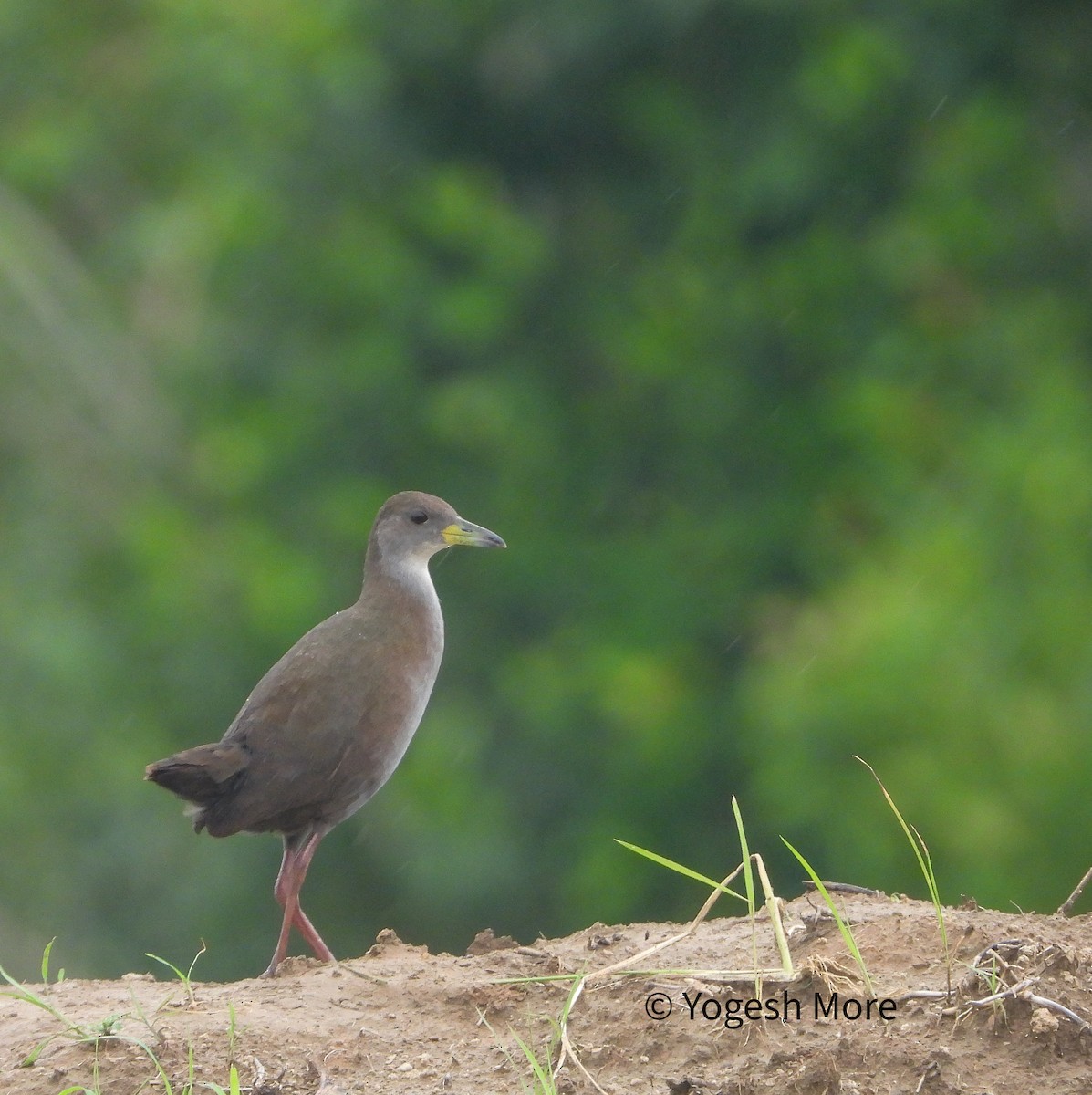 Brown Crake - ML641603043