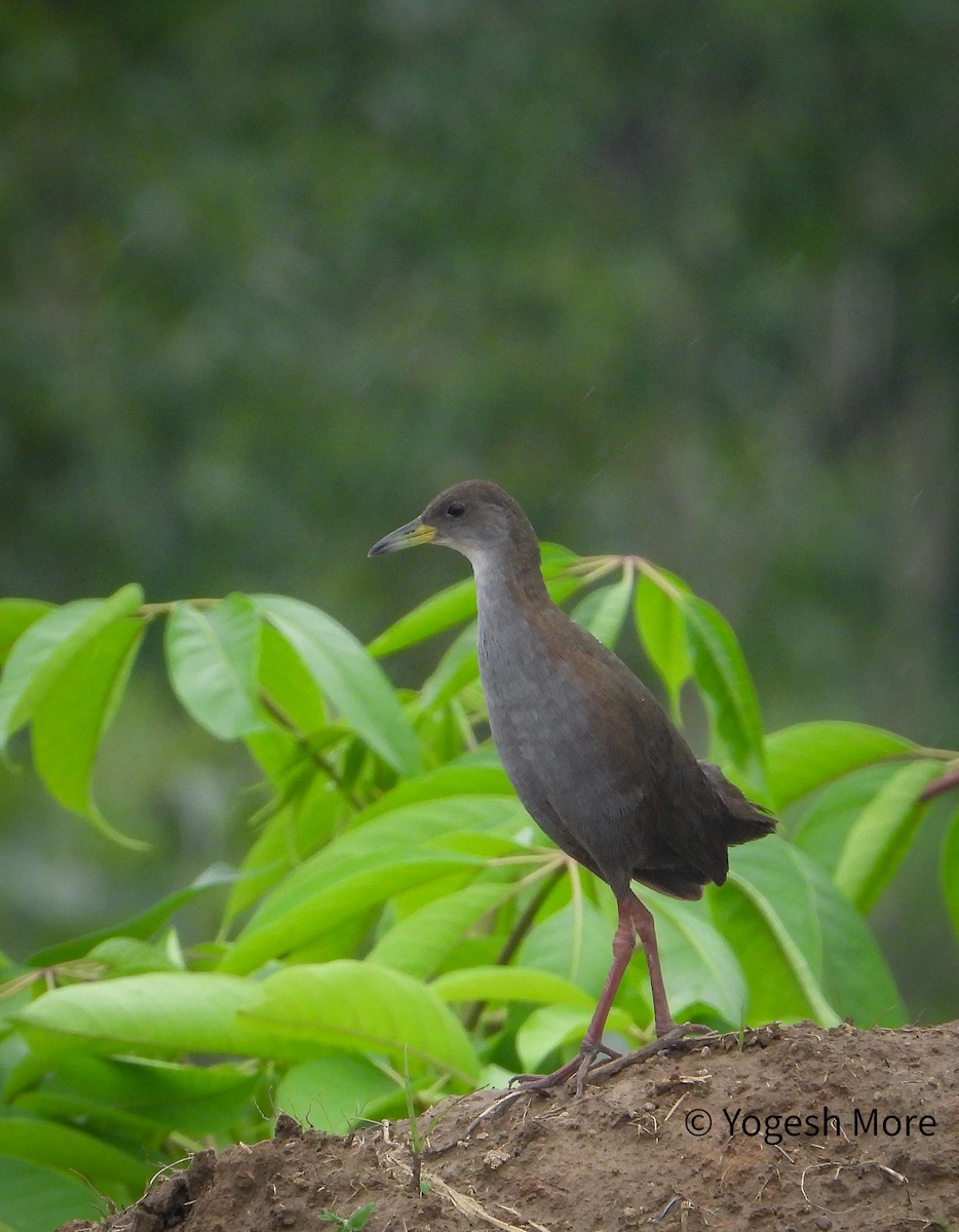 Brown Crake - ML641603044
