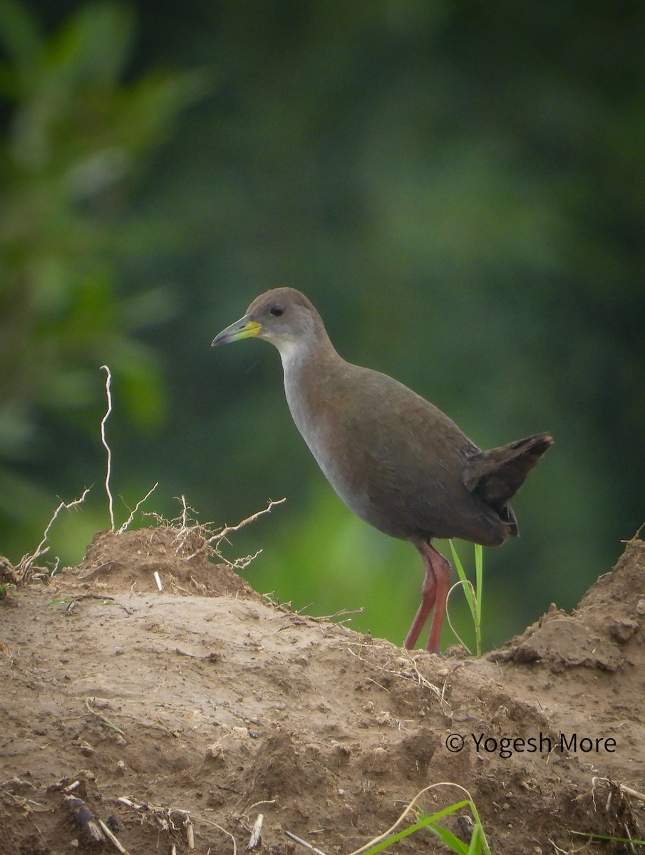 Brown Crake - ML641603045