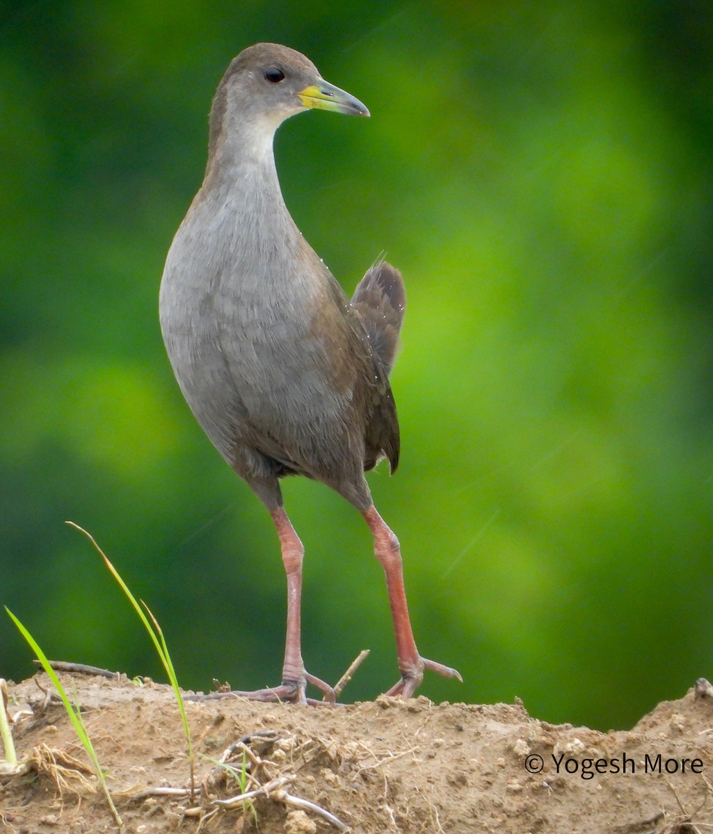 Brown Crake - ML641603046