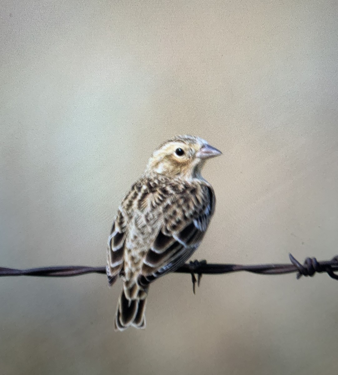 Chestnut-collared Longspur - ML641603050