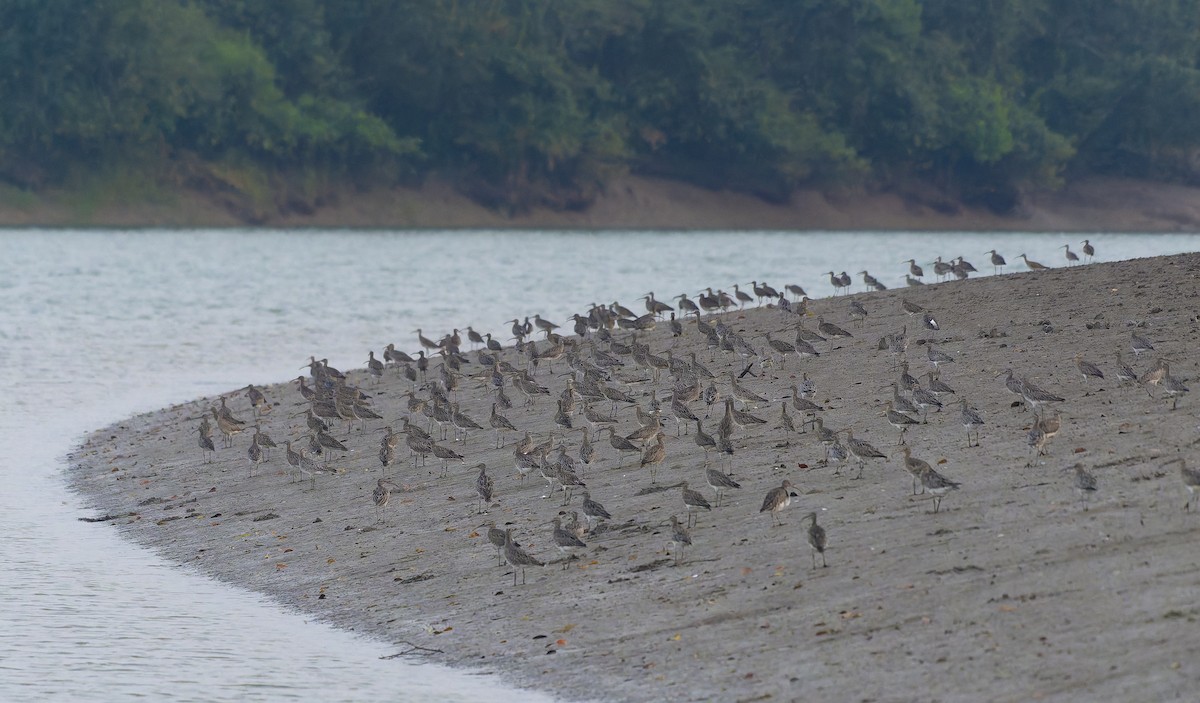 Eurasian Whimbrel - ML641603061