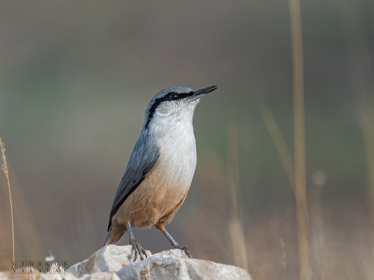 Western Rock Nuthatch - ML641603069