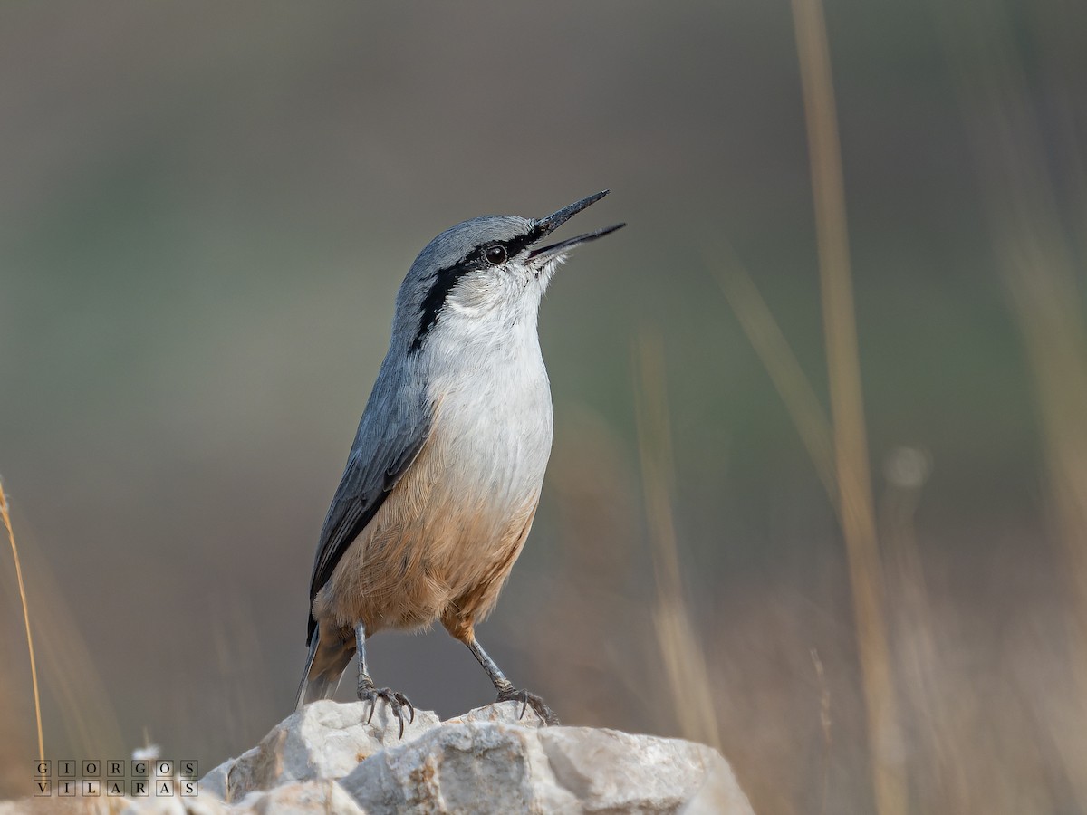 Western Rock Nuthatch - ML641603070