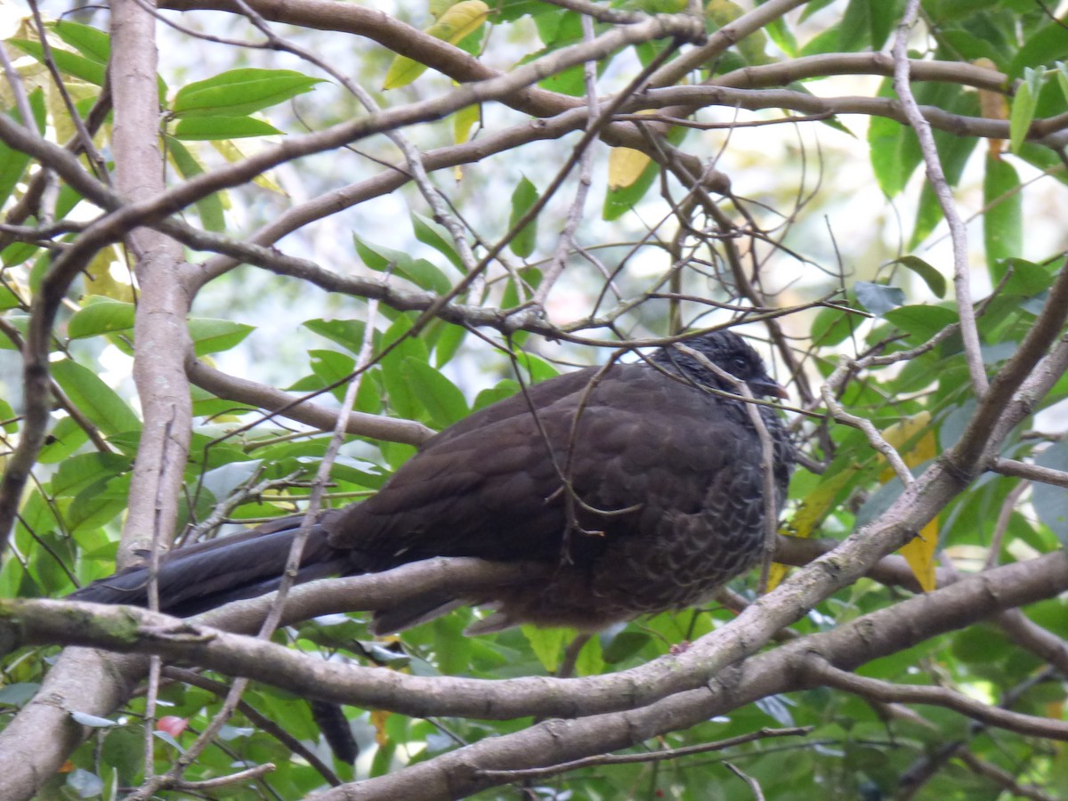 Andean Guan - ML641603127