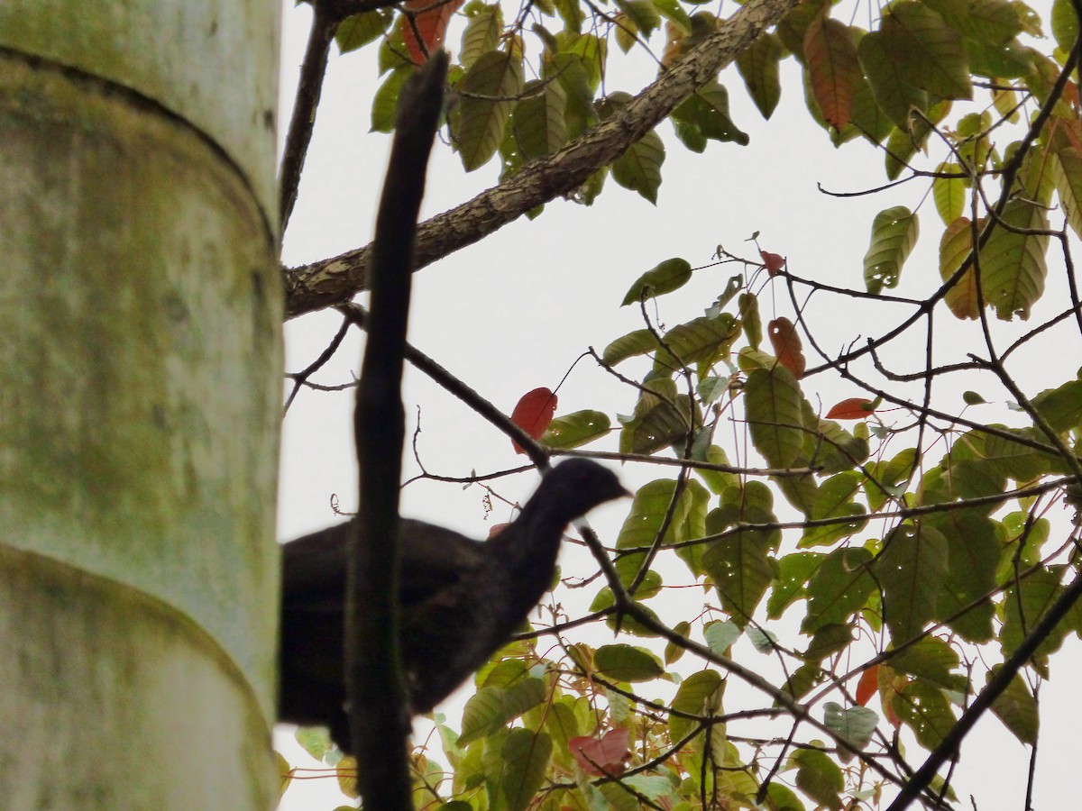 Andean Guan - ML641603128