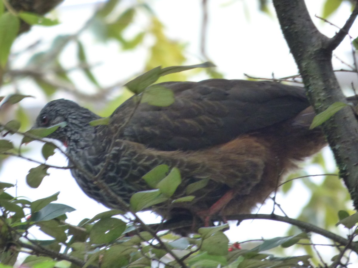 Andean Guan - ML641603129