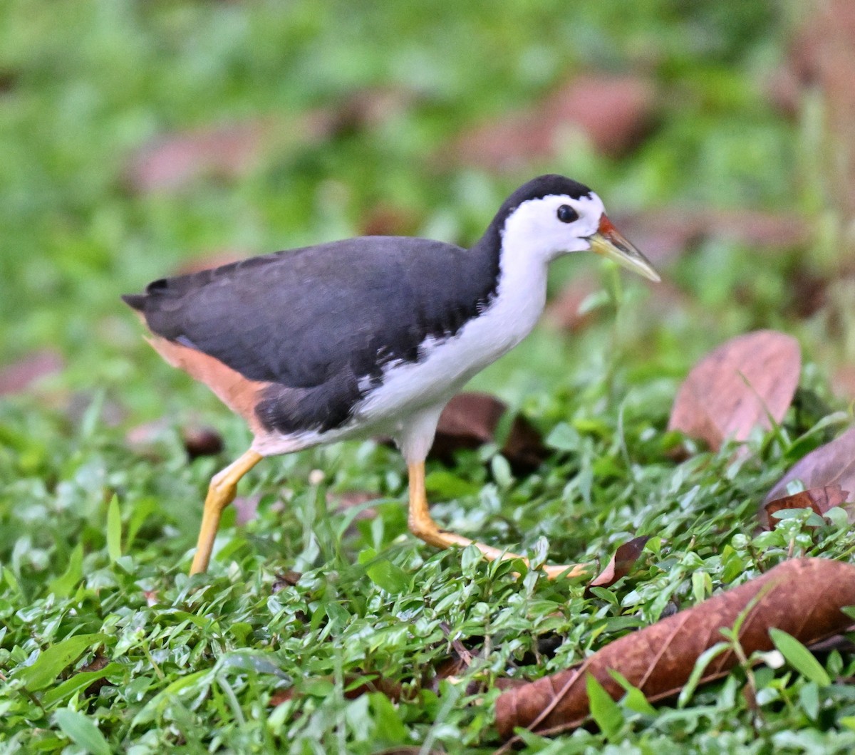 White-breasted Waterhen - ML641603153