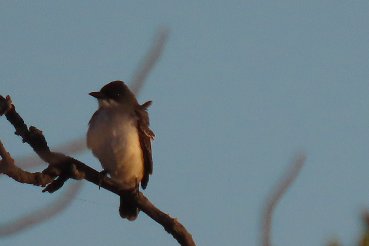 Eastern Kingbird - ML641603168