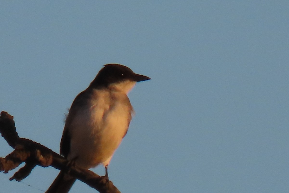 Eastern Kingbird - ML641603169