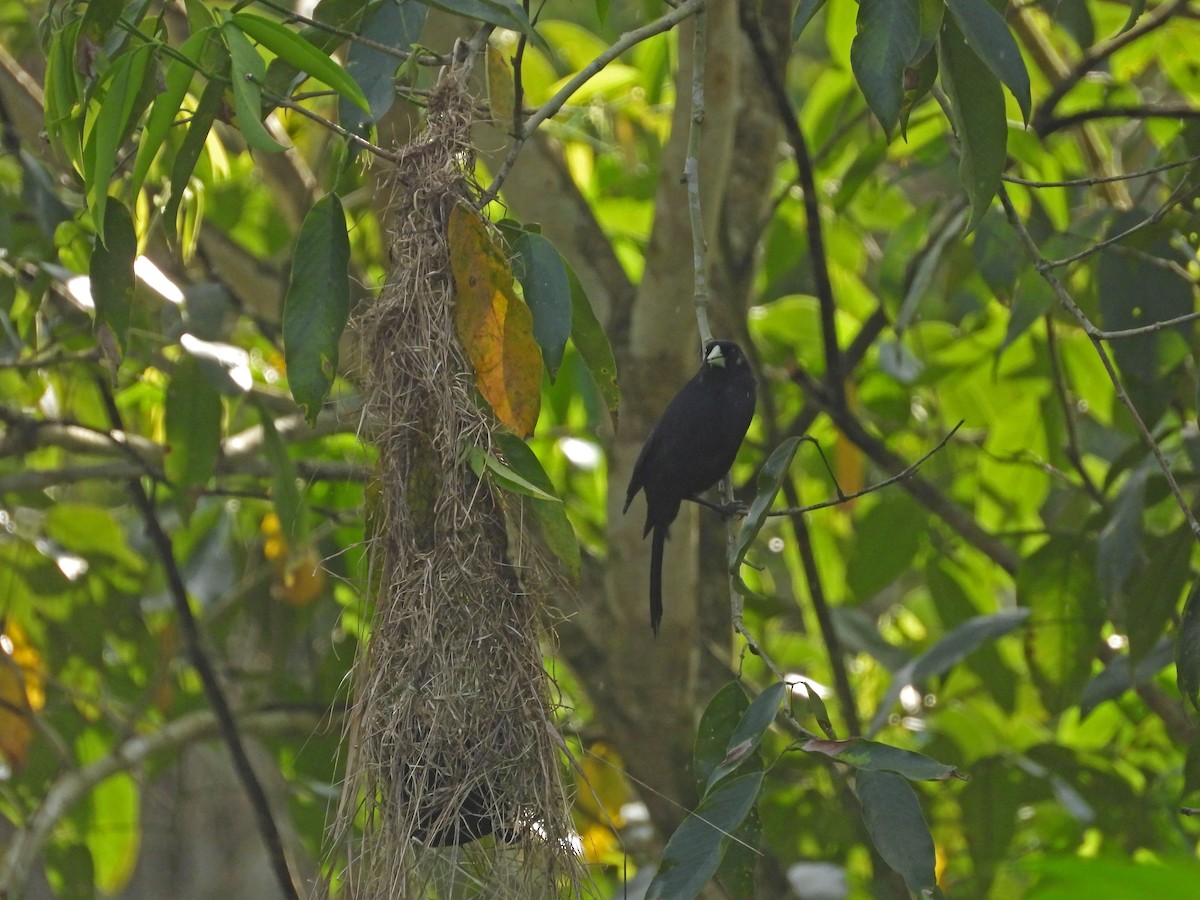 Solitary Black Cacique - ML641603198