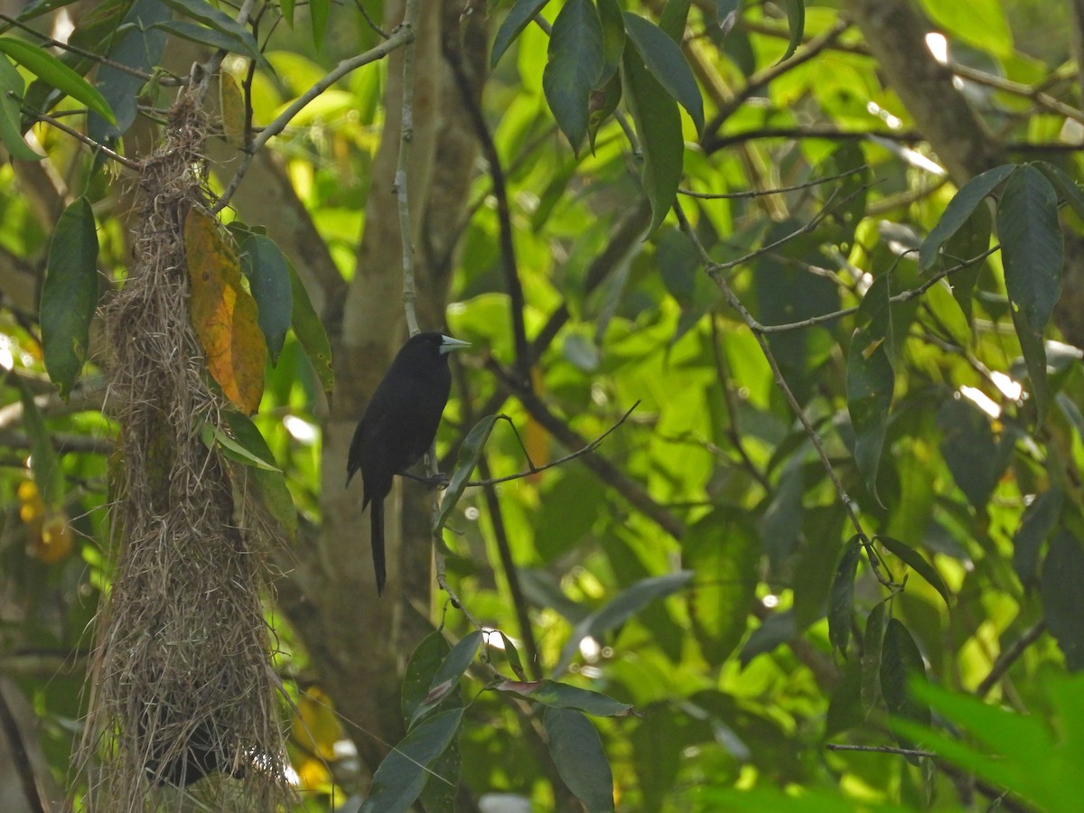 Solitary Black Cacique - ML641603199
