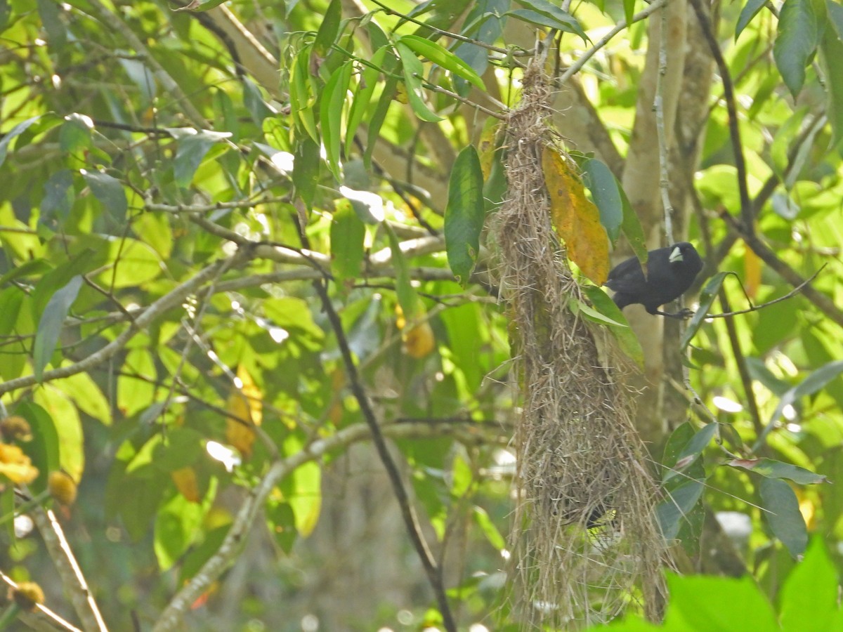 Solitary Black Cacique - ML641603200