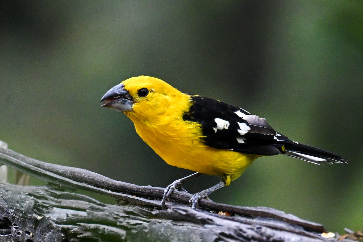 Golden Grosbeak - ML641603219