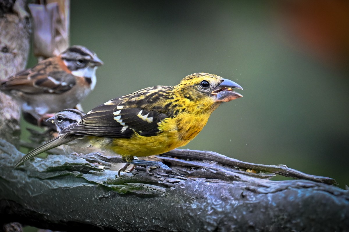 Golden Grosbeak - ML641603220