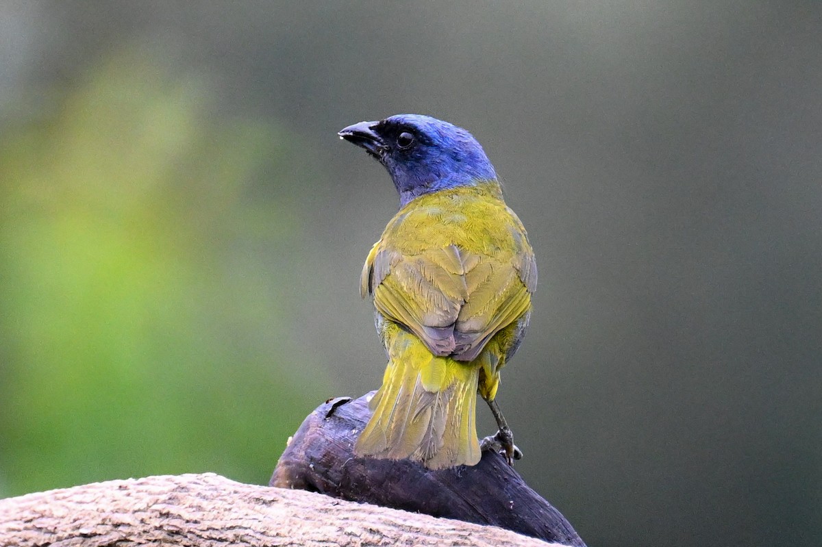 Blue-capped Tanager - ML641603226