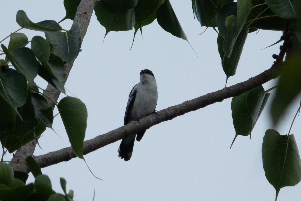 White-shouldered Triller - ML641603228