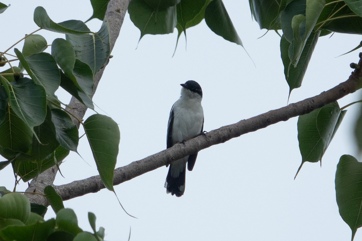 White-shouldered Triller - ML641603229