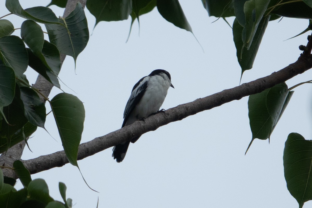 White-shouldered Triller - ML641603230