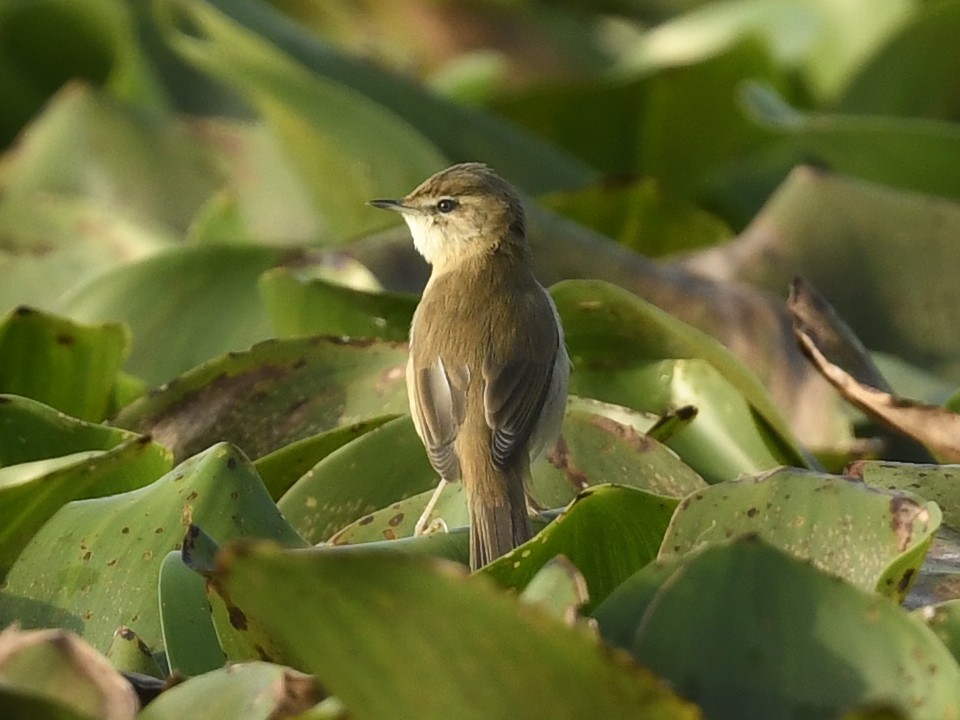 Paddyfield Warbler - ML641603242