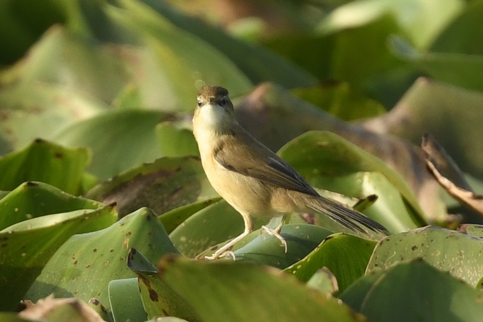 Paddyfield Warbler - ML641603243