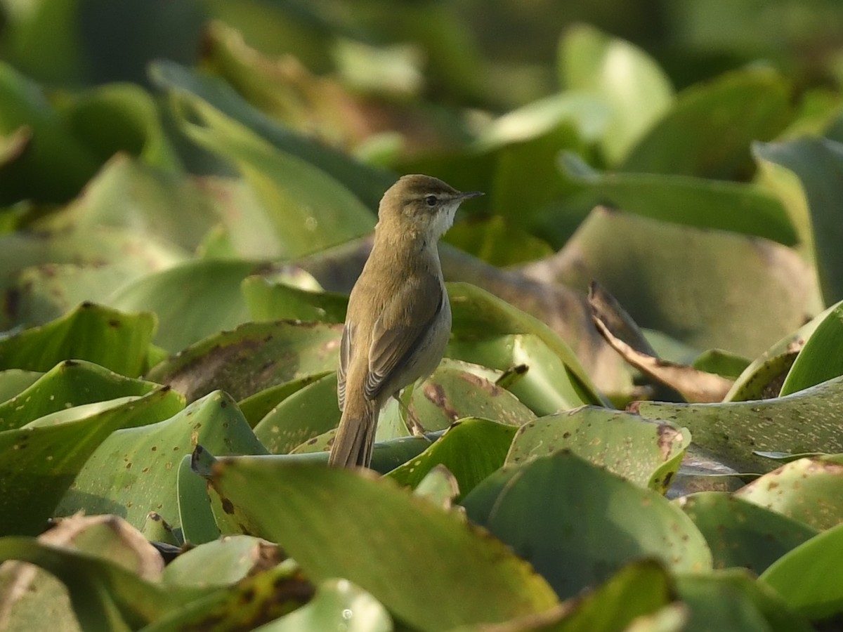 Paddyfield Warbler - ML641603244