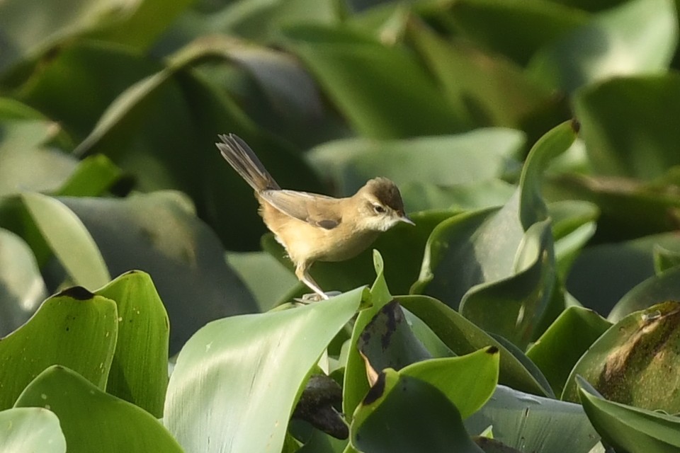 Paddyfield Warbler - ML641603245