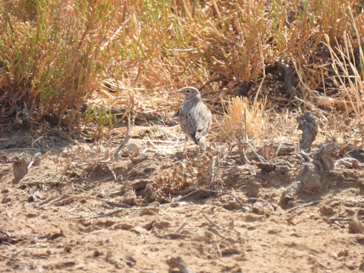 Mediterranean Short-toed Lark - ML641603248