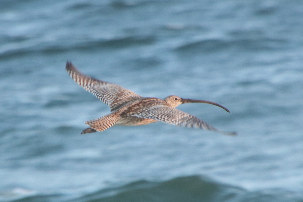 Far Eastern Curlew - ML641603290