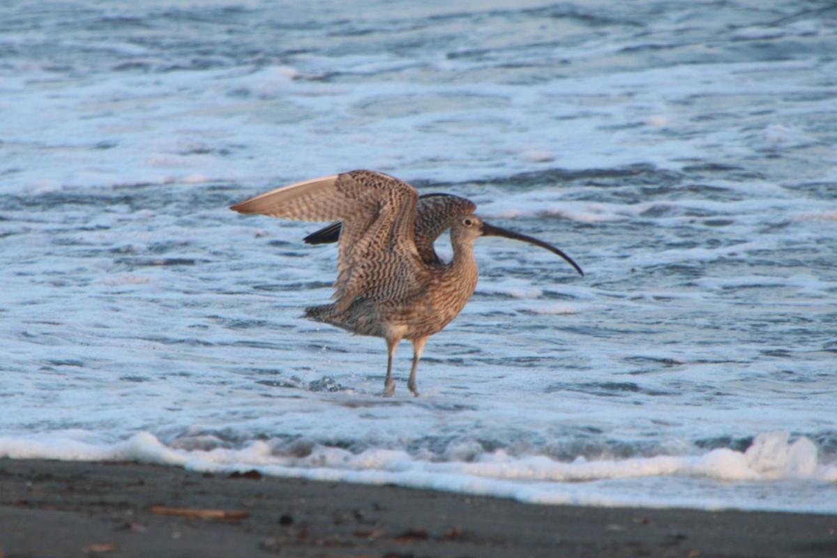 Far Eastern Curlew - ML641603291