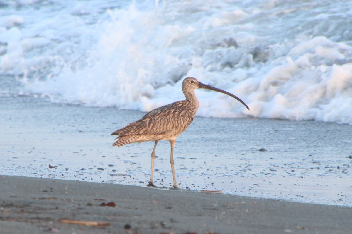 Far Eastern Curlew - ML641603292