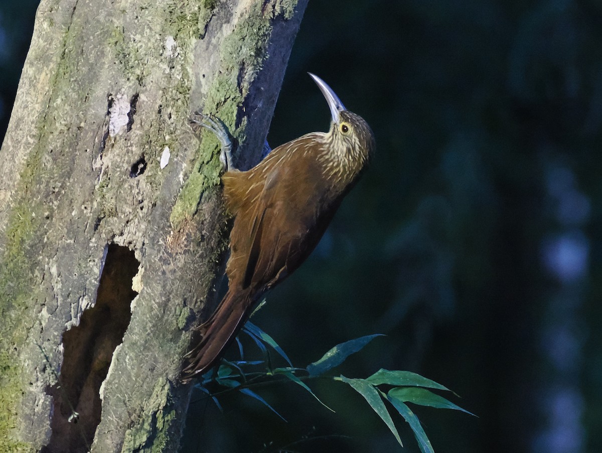 Strong-billed Woodcreeper - ML641603293