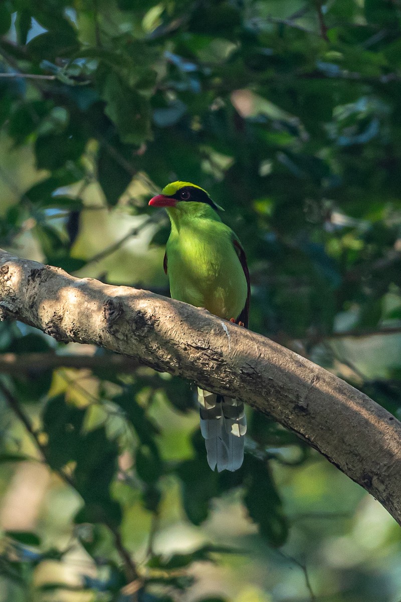 Common Green-Magpie - ML641603325