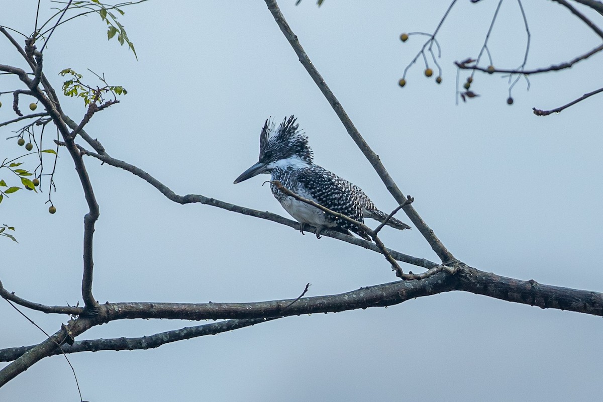 Crested Kingfisher - ML641603330