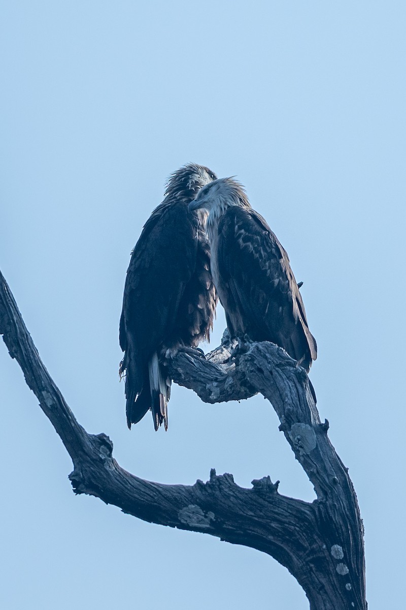 Pallas's Fish-Eagle - ML641603331