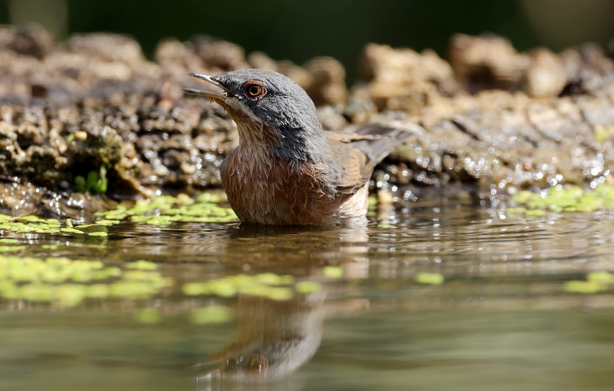 Western Subalpine Warbler - ML641603333