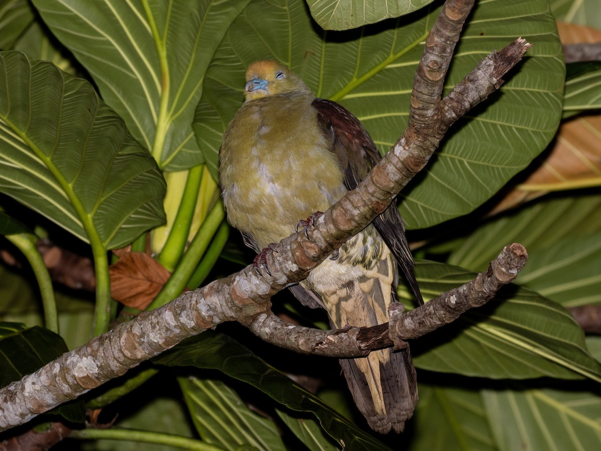Whistling Green-Pigeon - ML641603338