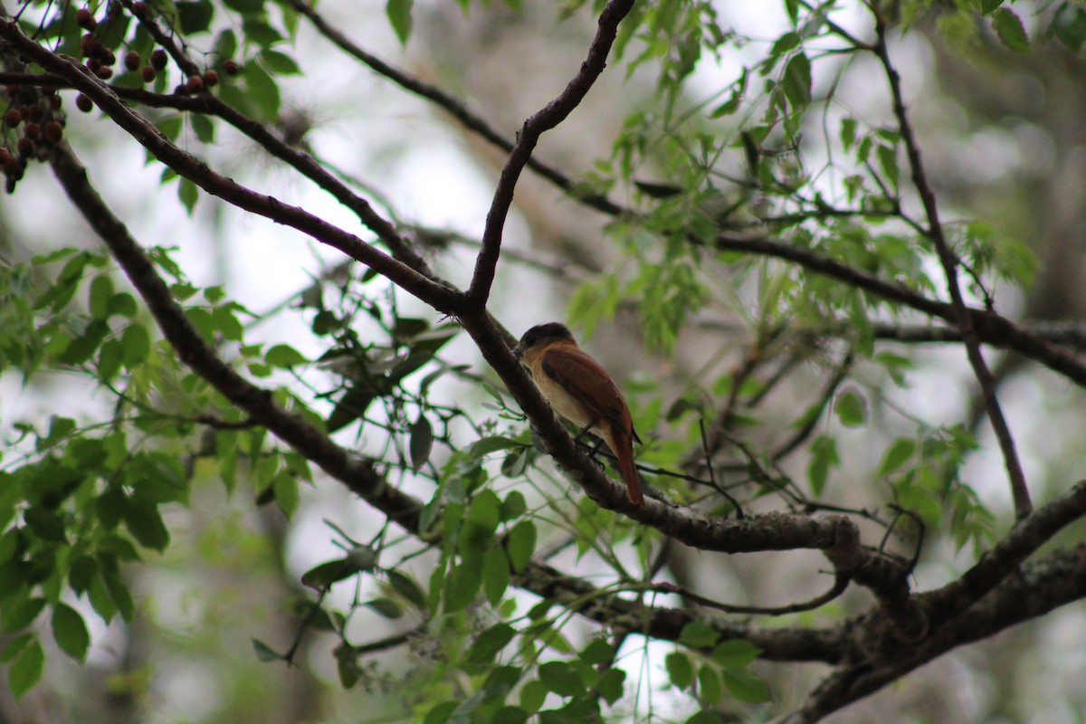 Crested Becard - ML641603349