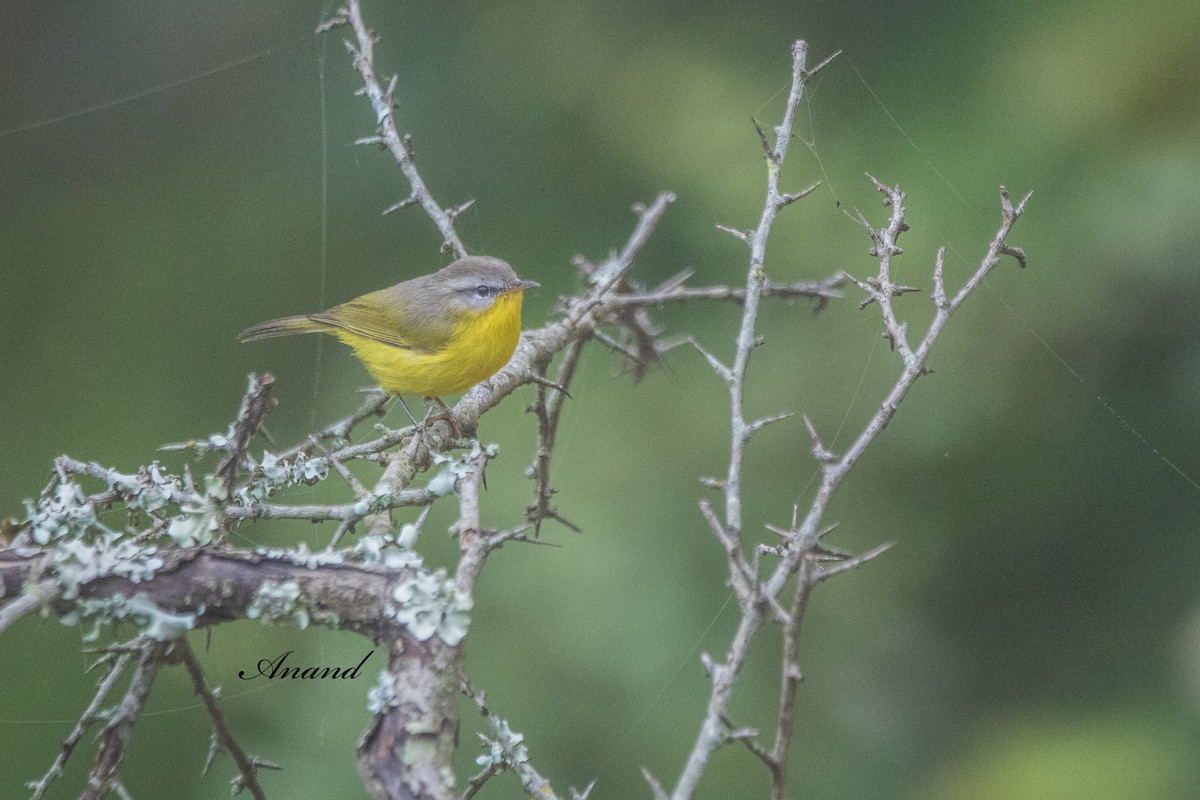Gray-hooded Warbler - ML641603402
