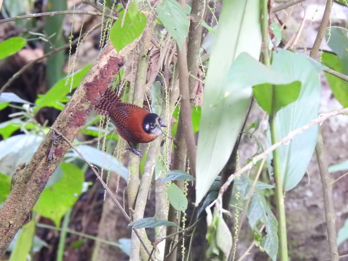 Bay Wren - ML641603408