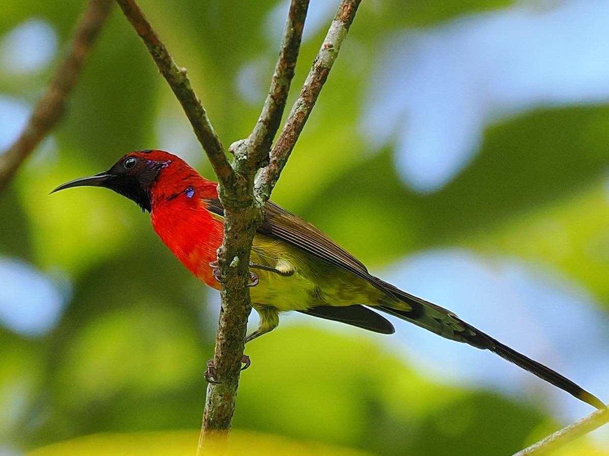 Mrs. Gould's Sunbird - ML641603418