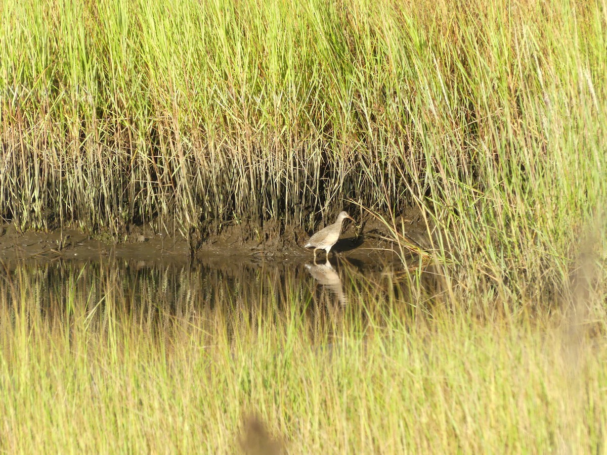 Clapper Rail - ML641603456
