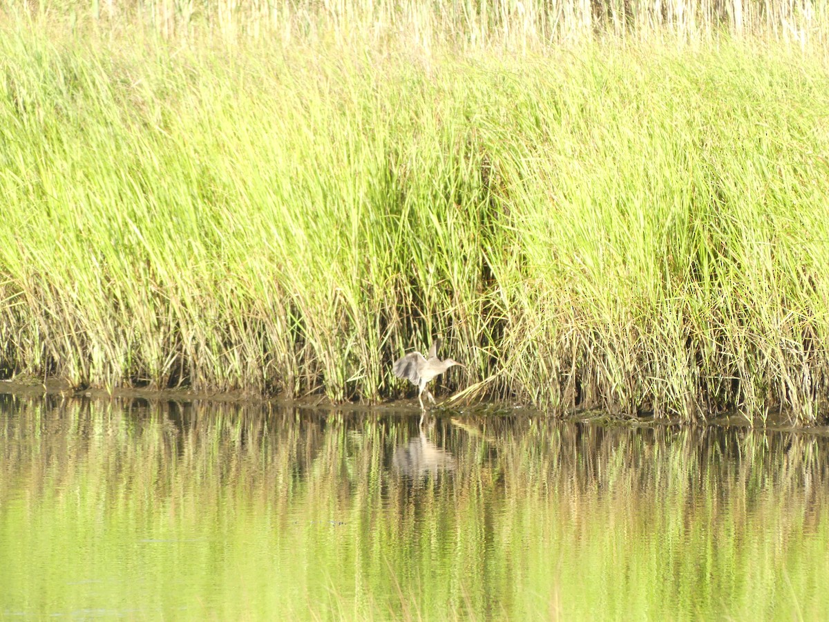 Clapper Rail - ML641603457